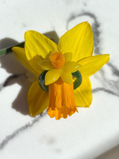 Narzisse · Glasring